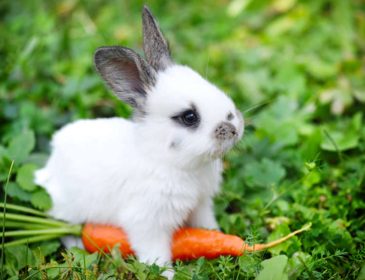 ウサギの特徴や性格、飼い方について