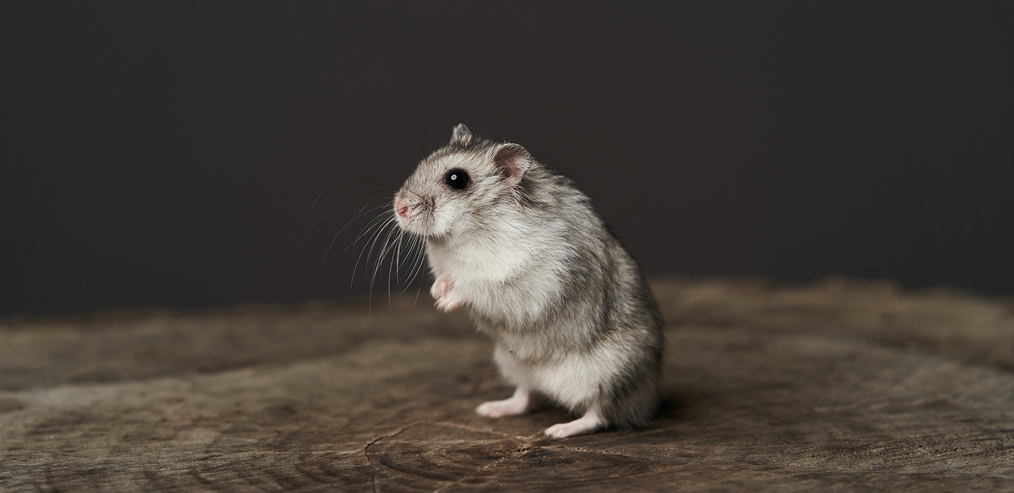 院長の平林が監修した記事が公開されました ハムスターの飼い方とは 特徴 種類 寿命や飼育の基本について解説 外苑前 西麻布 オールペットクリニック 動物病院